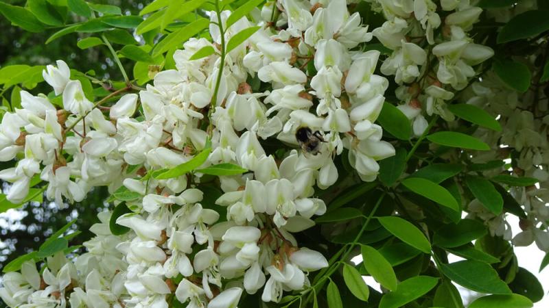 Die Blüte einer Akazie