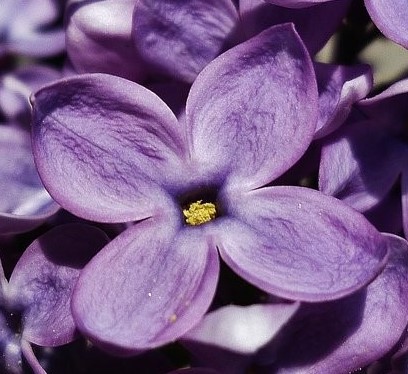 Blüte einer Flieder